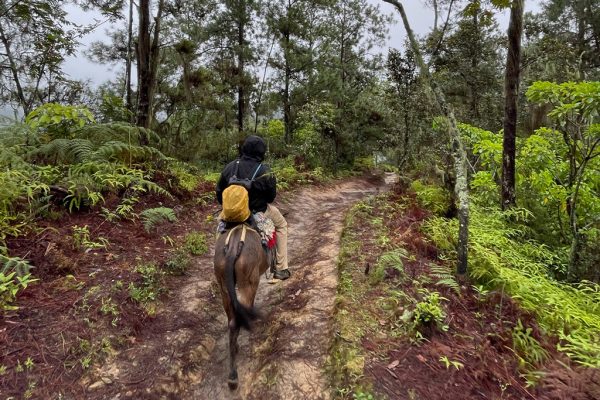 Horseback riding to Pico Duarte: an exciting 2 to 4-day adventure